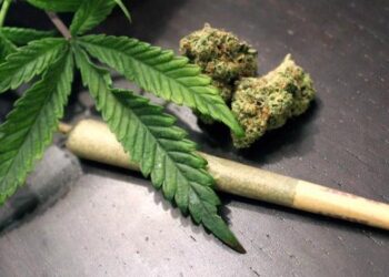 cannabis