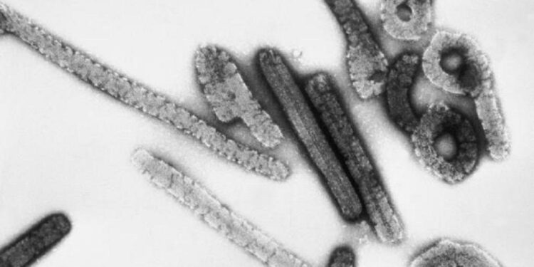 Ghana confirms first-ever outbreak of Marburg virus