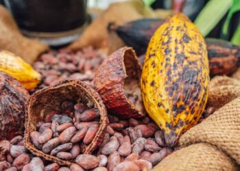 Ghana and Ivorian counterpart demand for rise in cocoa price