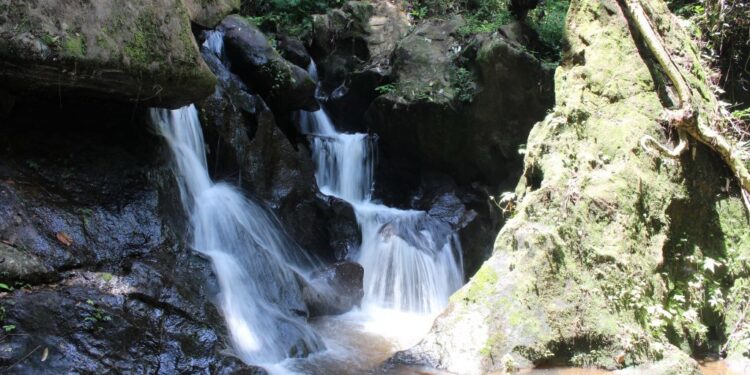 Part of Atewa Forest destroyed by bauxite exploration – A Rocha Ghana boss