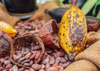 COCOBOD to borrow up to $1.5bn for 2024-25 cocoa purchases