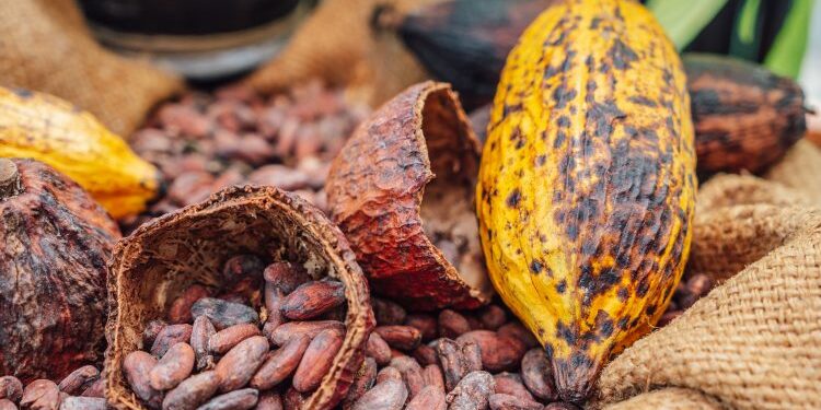 COCOBOD to borrow up to $1.5bn for 2024-25 cocoa purchases
